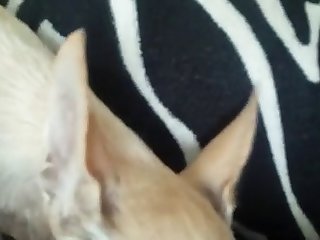 Xxx Desi Lesbian Porn