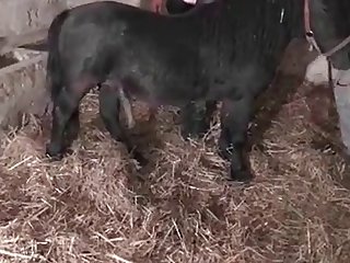 Sextortion Porn Xxx