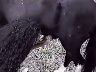 Attack On Titan Eren Armin Xxx Porn