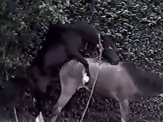 American Porn Video Xxx