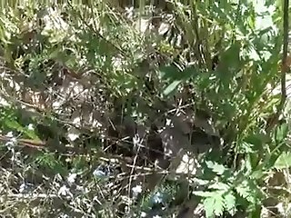 Veronica Porn Xxx