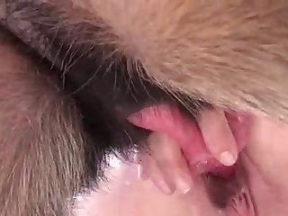 Free Fire Gameplay Xxx Porn