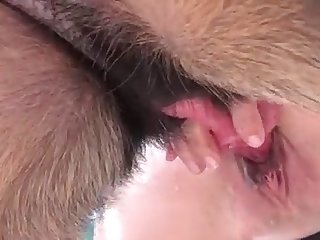 Free Fire Gameplay Xxx Porn