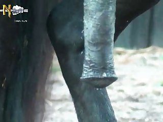 A Popping Noise Issued From My Body Sounding Similar