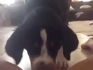 Pakistani Girls Xxx Porn Videos