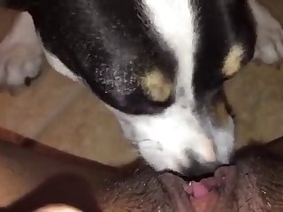 Free Black Porn Xxx Videos