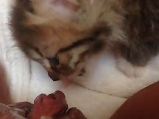 Face Riding Xxx Porn