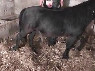 Porn Sex Vedio Xxx
