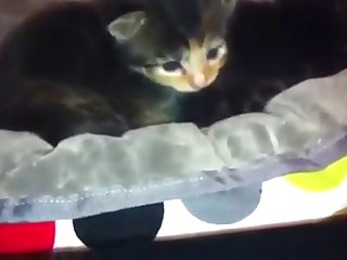 Adara Bears Xxx Porn