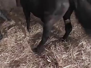 Lauren Compton Porn Xxx