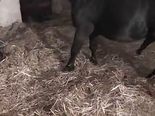Indian Porn Video Xxx