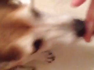 Shemale Porn Comics Xxx