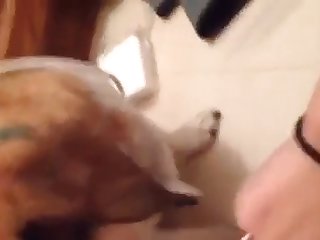 Shemale Porn Comics Xxx