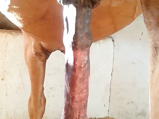 Nice 1 Beastforum Geles Masturbation