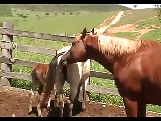 Horse Attack Scene 01