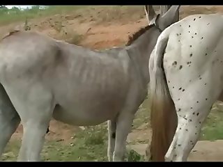 Jack Vs Mare Primavera