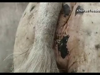 Jack Vs Mare Primavera