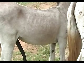 Jack Vs Mare Primavera