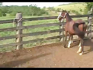 Horse Stallion Attack