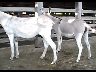 Jack Donkey Scene 02