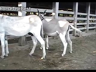 Jack Donkey Scene 02