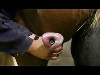 Ponyabsamen