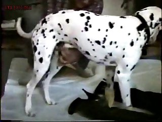 Dog Porn Long Video