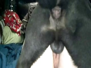 Futa On Dog Porn