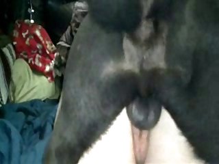 Futa On Dog Porn