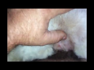 Anime Girl And Dog Porn