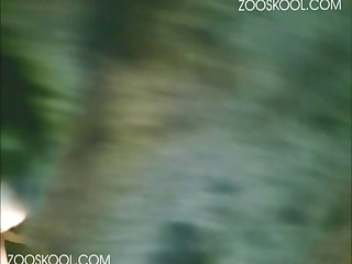 Definition Zoophilie