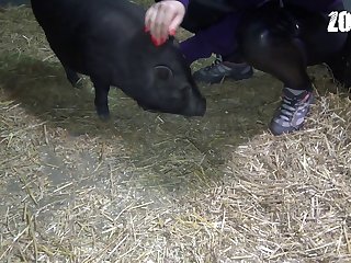Zoophilie Extrem