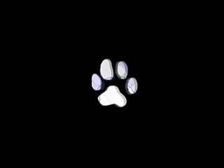 Project Desert Strom Dog Xxx