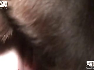 馬 セックス