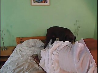 Zoofilia Videos Porno
