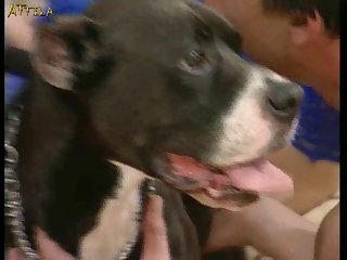 Add2 Pussy Lovin' Pitbull Part 9