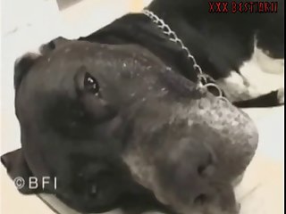 Dog Suckers 31 001
