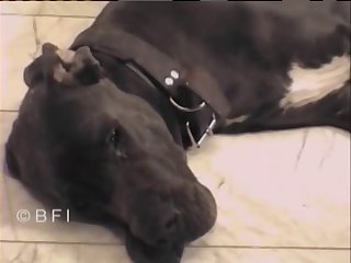 Dog Queens 009