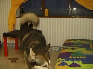 Private Dog Dream 001