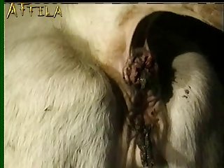 Bfi Donkey And Cow Lovers