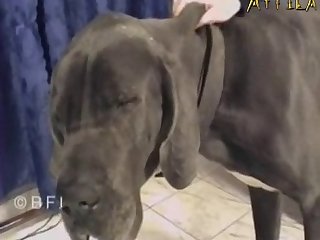 Pretty In Bfi Dane Sperm Hunger