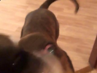 058 Zhd Teamrussia Dog Sex 1 001