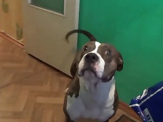 071 Zhd Teamrussia Dog Sex 3 001