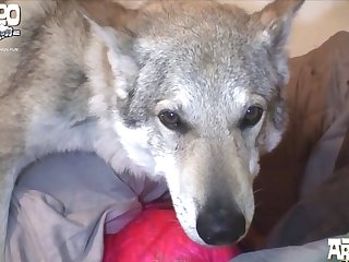 014 Zhd Wolf Fairytale 720p 002