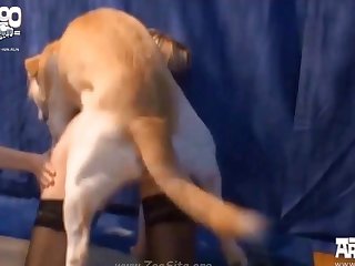 001 Zhd Artofzoo Video Set 2015 023