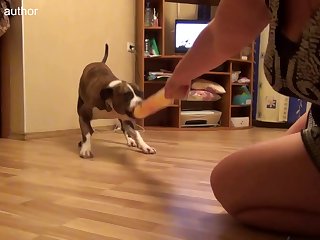 0015 Dgsx Blonde And Dog 001