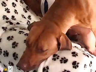 0131 Dgsx Dog Dolls Zooporn 005