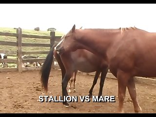 Stallion Vs Mare In Foal Heat