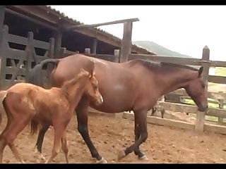 Stallion Vs Mare In Foal Heat