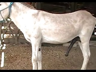 Donkey Dick